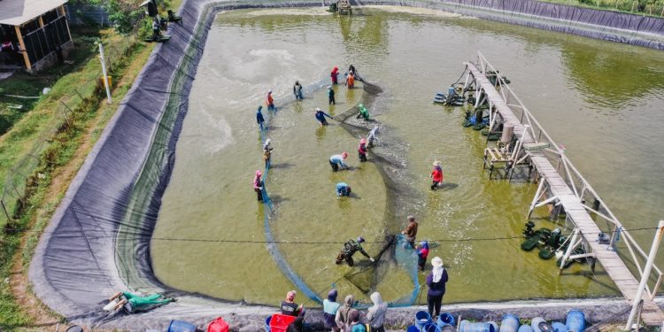 Keren Teknologi Delos Pada Tambak Udang Mampu Panen Hingga Ton Ha