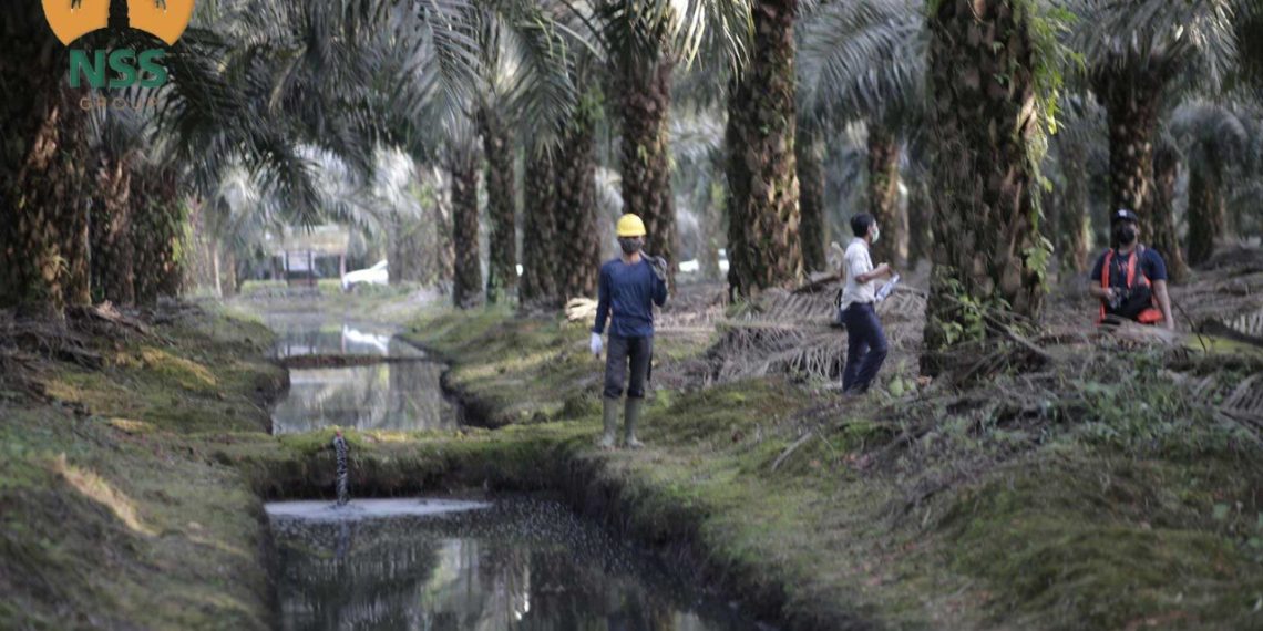 Bisnis CPO Kian Menjanjikan, Nusantara Sawit Siap IPO