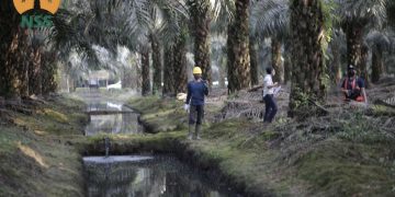 Bisnis CPO Kian Menjanjikan, Nusantara Sawit Siap IPO