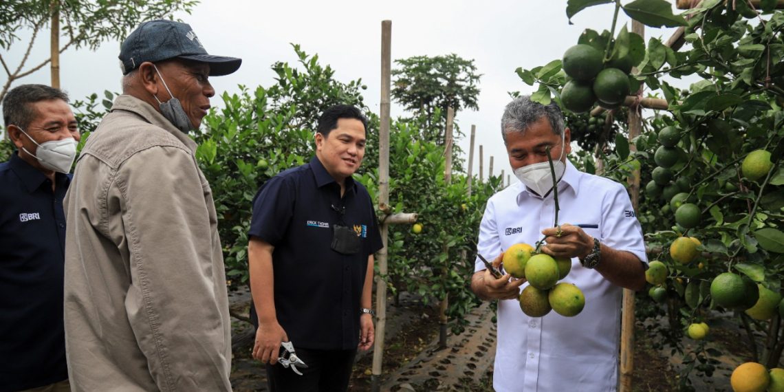 Menteri BUMN Erick Thohir Apresiasi Klaster Pertanian Binaan BRI