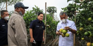 Menteri BUMN Erick Thohir Apresiasi Klaster Pertanian Binaan BRI