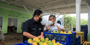Kucurkan Modal dan Beri Pendampingan Usaha, BRI Dorong Petani Jeruk Naik Kelas