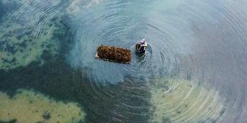 LPEI Dorong Rumput Laut Indonesia Berdaya Saing Ekspor