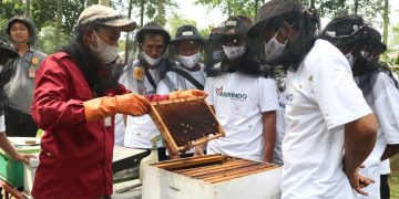 Askrindo Dorong UMKM Peternak Lebah Tingkatkan Kualitas Produksi