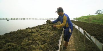 Makin Digemari, Ekspor Rumput Laut RI Capai USD177,99 juta
