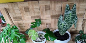 Masa Pandemi, Ekspor Tanaman Hias RI Malah Melejit 69,7%