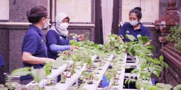 BRI Jadikan Kelompok Wanita Tani Hidroponik di Bali Jadi Percontohan