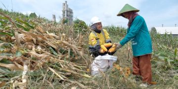 Semen Gresik Fasilitasi 361 Petani Sanggem untuk Menggarap Lahan