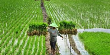 Demi Petani, Bank Sumselbabel Gelar KUR Super Mikro