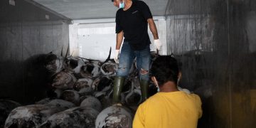 LPEI Kolaborasi dengan Sarinah, Ekspor Perdana Ikan Tuna ke Vietnam