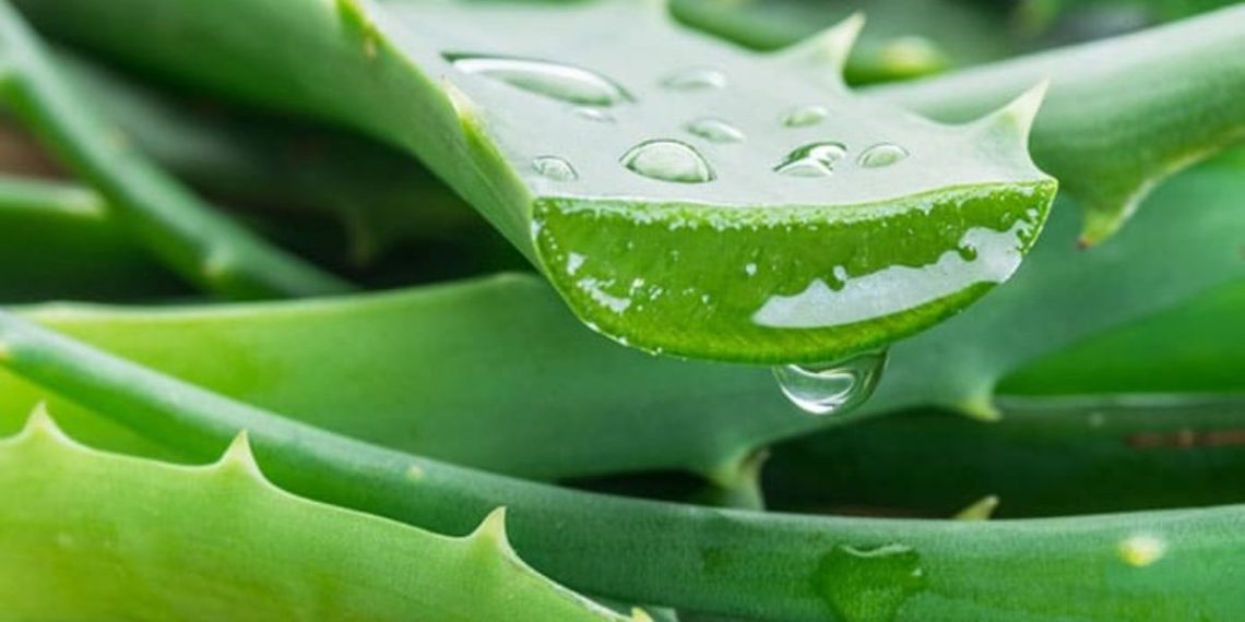 Cegah Berbagai Penyakit dengan Jus Lidah Buaya