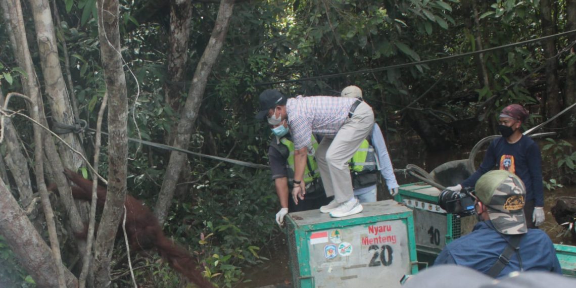 Pulau Salat di Kalteng Sukses jadi Tempat Pra-Pelepasliaran Orangutan