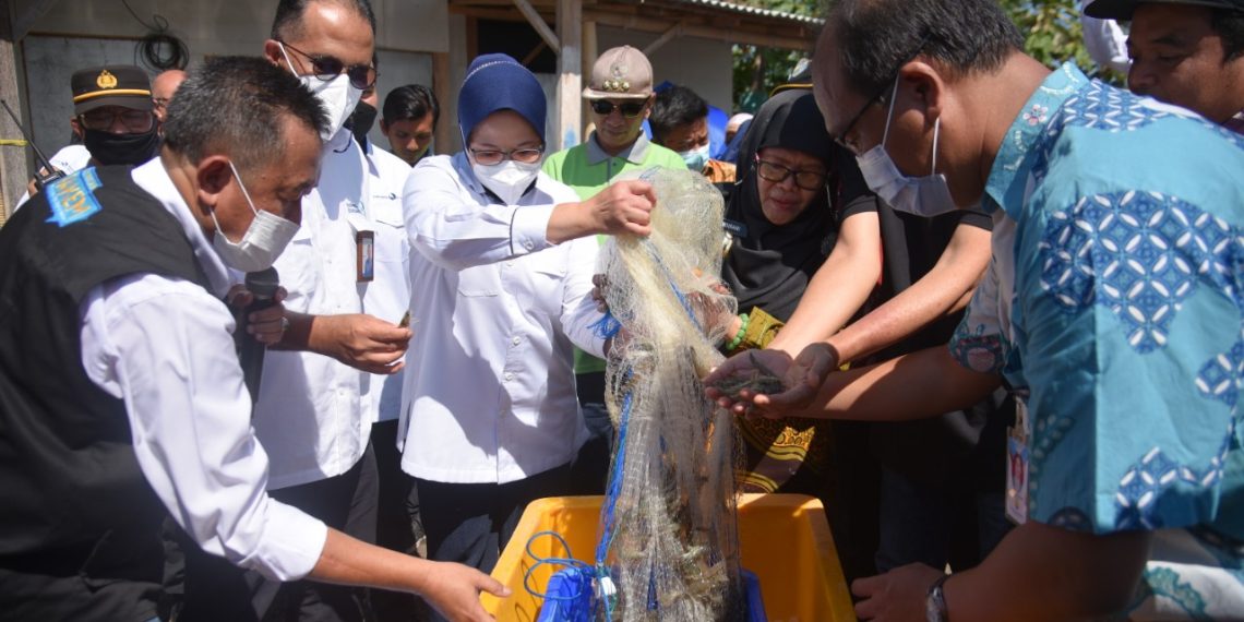 Potensi Ekspor Meningkat, LPEI Luncurkan Desa Devisa Klaster Udang