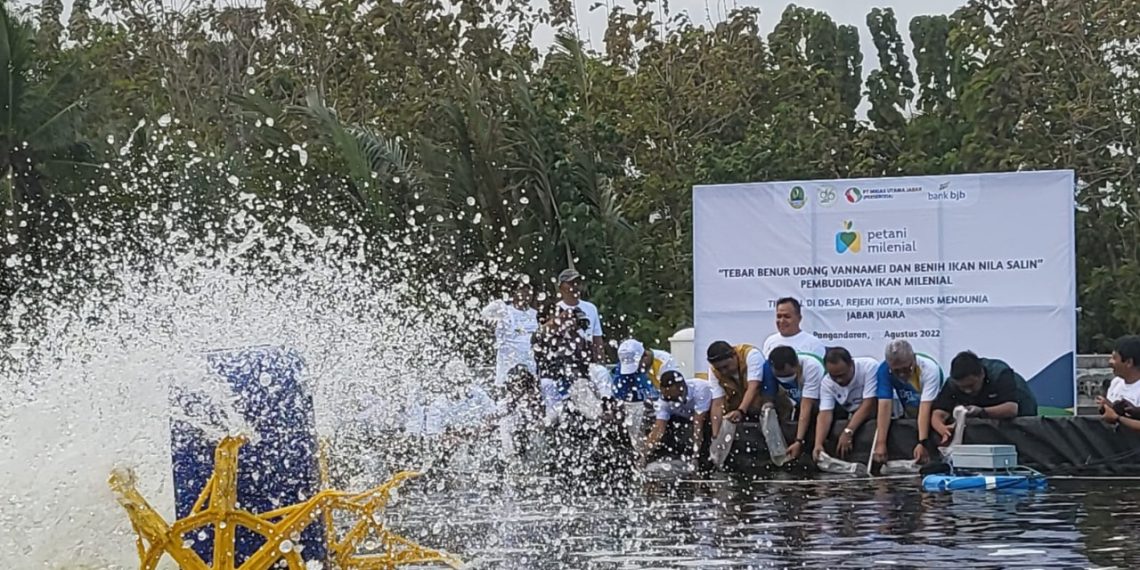 Tebar Benih Udang Vaname, Bank BJB Gandeng Pemprov Jabar