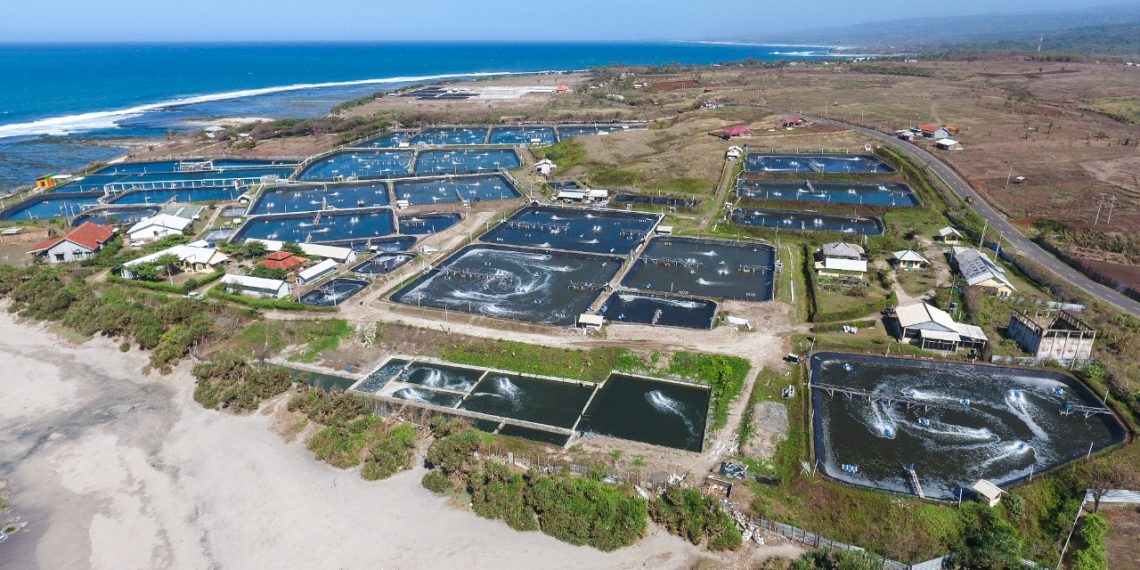 Ambisi Delos jadikan RI Sebagai Produsen Udang Terbesar di Dunia