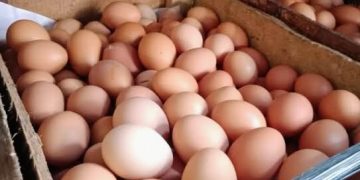 Harga Telur ayam