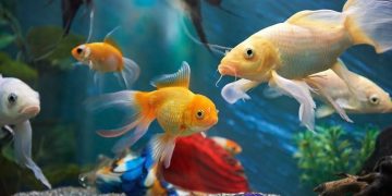 Permintaan Melonjak, Ekspor Ikan Hias RI Capai USD20,37 juta