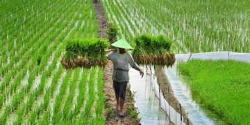 Hadapi Ketidakpastian Global, Sektor Pertanian Harus Jadi Aktivitas Sentral