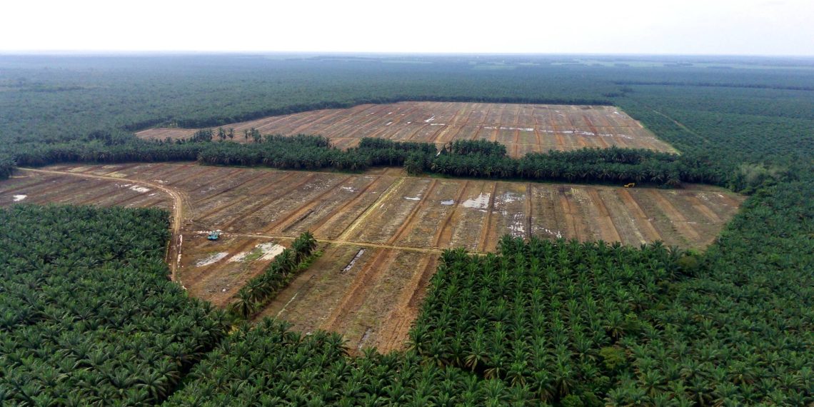 Lahan Kelapa Sawit
