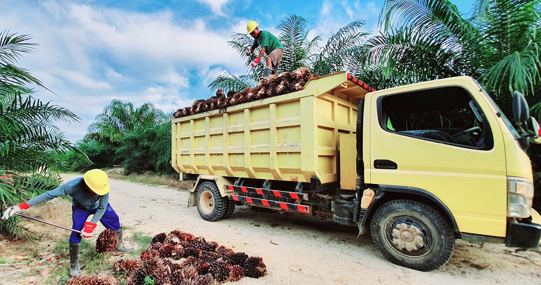 PalmCo Untungkan Masyarakat dan Industri Sawit Nasional
