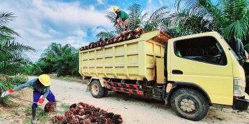 PalmCo Untungkan Masyarakat dan Industri Sawit Nasional