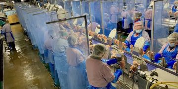 Lagi, Produsen Daging Asal AS Kembali PHK Ratusan Karyawan