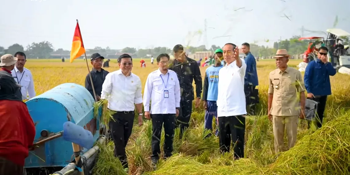 Hadapi Dampak El Nino, Holding BUMN Pangan Kembangkan Benih Unggul Padi