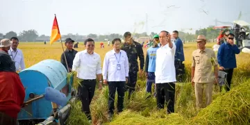 Hadapi Dampak El Nino, Holding BUMN Pangan Kembangkan Benih Unggul Padi