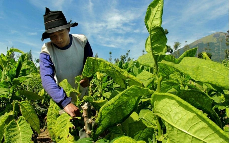 Petani Tembakau