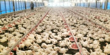 Awal 2024, JAPFA Tancap Gas Ekspor 50 Ton Karkas Ayam ke Singapura