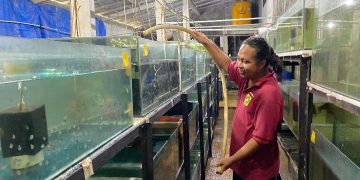 Berkat KUR, Pembudidaya Ikan Hias Ini Berhasil Tingkatkan Kapasitas Usaha