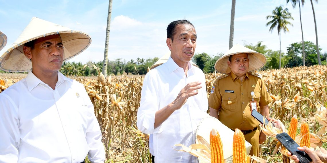 Impor Jagung RI Turun, Begini Cara Jokowi Dorong Peningkatan Produktivitas Pertanian