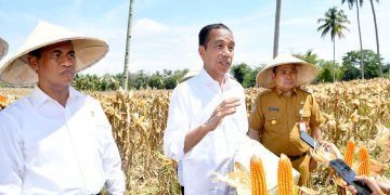 Impor Jagung RI Turun, Begini Cara Jokowi Dorong Peningkatan Produktivitas Pertanian