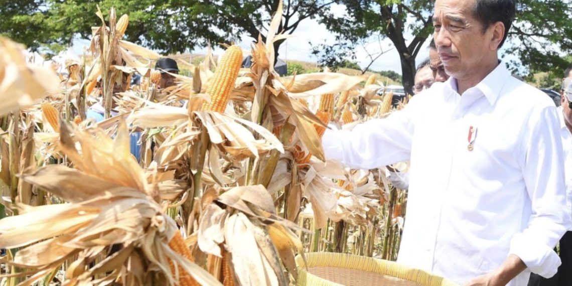 Tinjau Panen Jagung di Sumbawa, Jokowi Tegaskan Pentingnya Keseimbangan Harga
