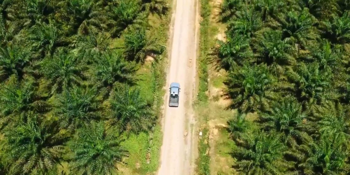 ladang kelapa sawit sumut