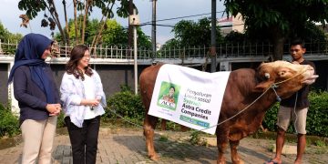 ACC sumbang hewan kurban