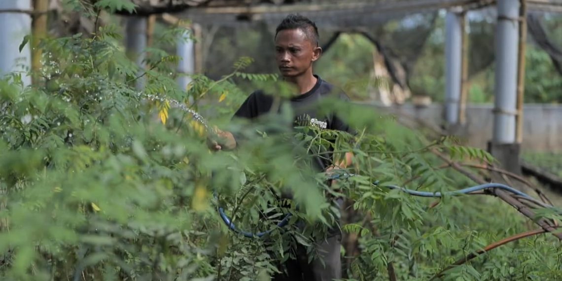 Salah seorang Warga Desa Bojongkapol, Kecamatan Bojonggambir, Kabupaten Tasikmalaya, Jawa Barat sedang menyiapkan bibit pohon indigofera yang nantinya akan ditanami pada lahan kritis sehingga menjadi lebih hijau dan produktif.