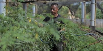 Salah seorang Warga Desa Bojongkapol, Kecamatan Bojonggambir, Kabupaten Tasikmalaya, Jawa Barat sedang menyiapkan bibit pohon indigofera yang nantinya akan ditanami pada lahan kritis sehingga menjadi lebih hijau dan produktif.