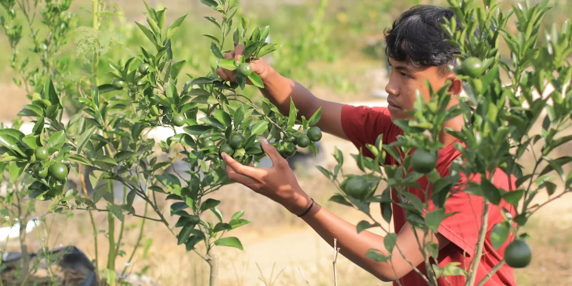 Pelaku UMKM Pertanian