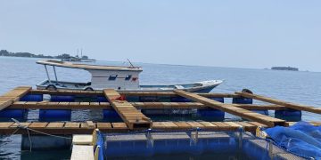 Keramba jaring apung (KJA), yang dikelola oleh LKM Wisata, dapat menampung 1.000 bibit ikan kerapu.