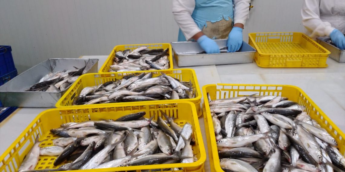 PT Bank Syariah Indonesia Tbk (BSI) siapkan UMKM agar semakin Berdaya melalui KUR Syariah. Tahun ini BSI mendapatkan alokasi Rp17 Triliun guna optimalisasi pembiayaan KUR Syariah bagi para pelaku usaha.