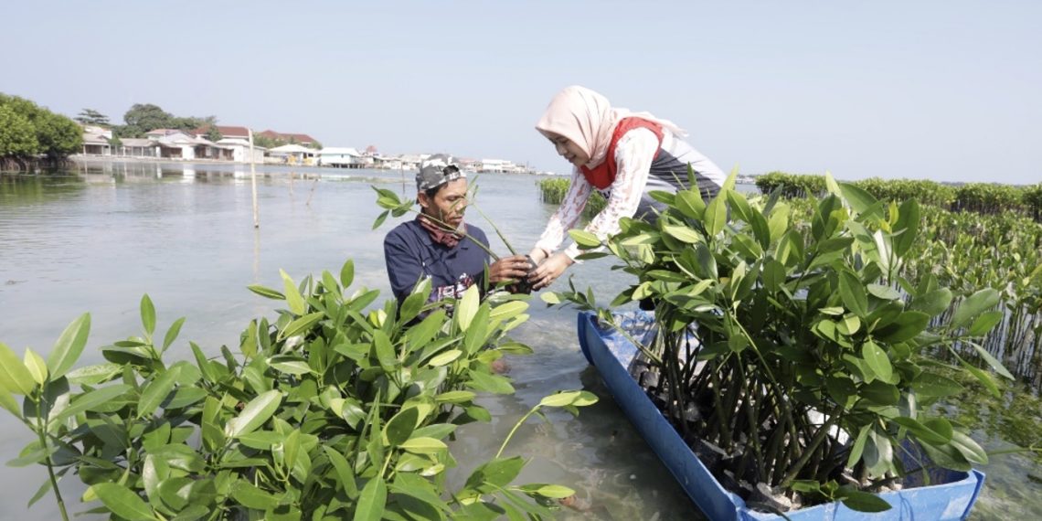 Bibit mangrove yang ditanam berjenis rhizophora stylosa dengan metode penanaman berupa rumpun berjarak. Untuk setiap rumpun ditanam 550 batang mangrove, dengan jarak antar rumpun dipisahkan sejauh satu meter
