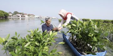 Bibit mangrove yang ditanam berjenis rhizophora stylosa dengan metode penanaman berupa rumpun berjarak. Untuk setiap rumpun ditanam 550 batang mangrove, dengan jarak antar rumpun dipisahkan sejauh satu meter