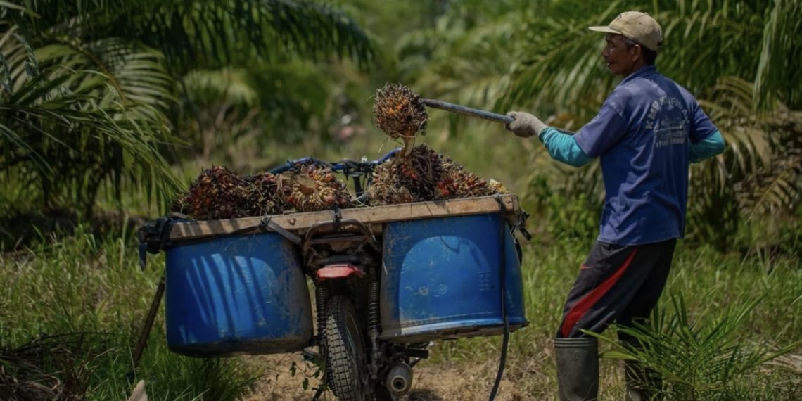 Ilustrasi petani kelapa sawit (foto : istimewa)