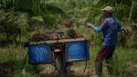 Ilustrasi petani kelapa sawit (foto : istimewa)