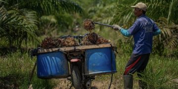 Ilustrasi petani kelapa sawit (foto : istimewa)