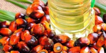 minyak sawit Ilustrasi