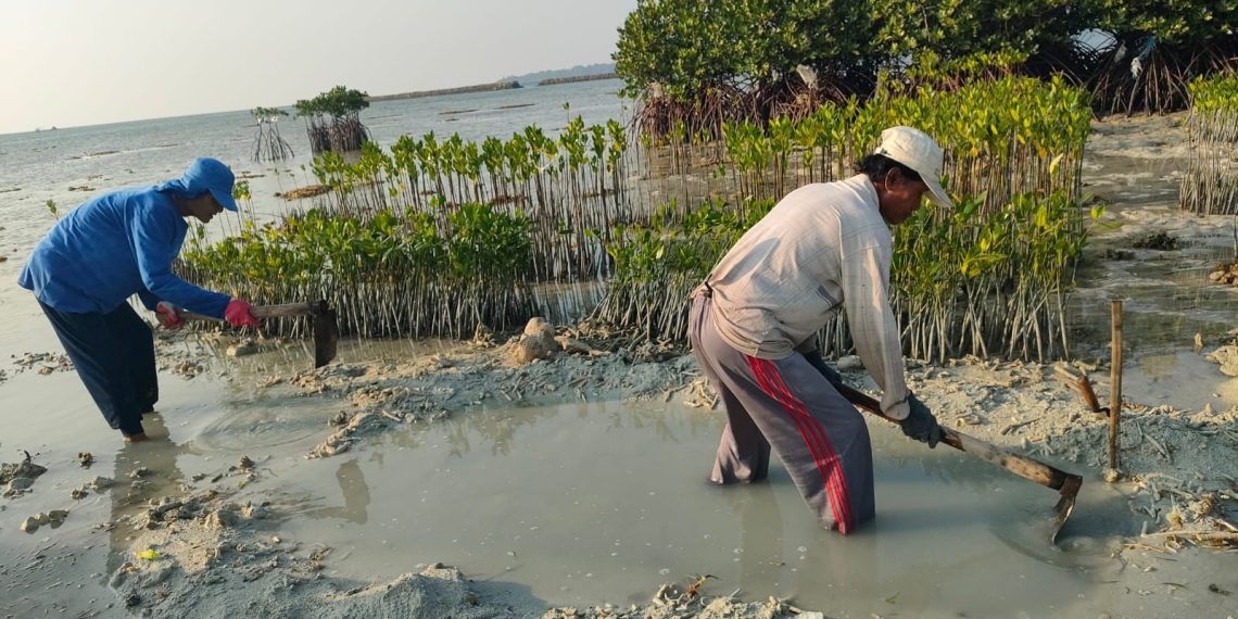 Aksi penanaman pohon mangrove di di Kepulauan Seribu, DKI Jakarta hasil donasi nasabah TORA Green Savings