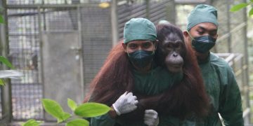 BNI Perkuat Komitmen ESG Lewat Konservasi Orangutan dan Rehabilitasi Hutan    