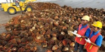 Pendapatan Dharma Satya Nusantara (DSNG) naik 25% jadi Rp8,9 triliun di Q3 2025, ditopang segmen sawit dan efisiensi operasional. (Foto: Dok. DSNG)